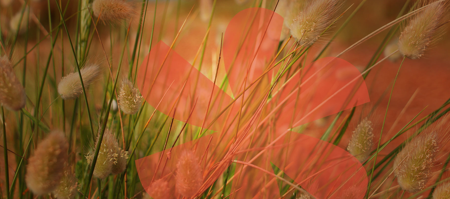 Coaching en développement personnel : Orientation professionnelle, transition de vie et reconversion, bilan de compétences 44